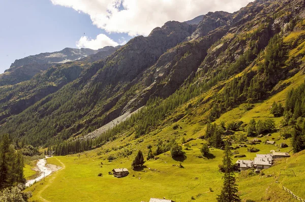 Vue Panoramique Une Forêt Dans Vallée Gressoney Près Monte Rosa — Photo