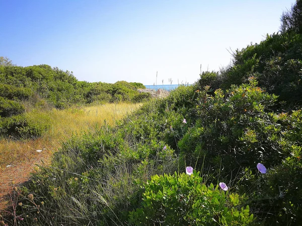 Wybrzeża Pobliżu Villanova Marina Ostuni Salento Włochy — Zdjęcie stockowe