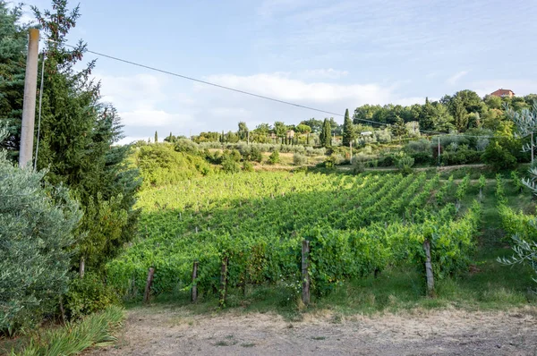 Монтальчино Тоскана Италия Июля 2016 Живописный Вид Виноградные Поля Летом — стоковое фото