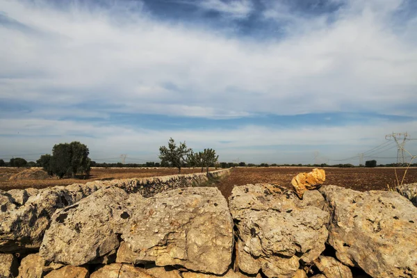 Stock image Countryside of olive fields in Salento, Italy