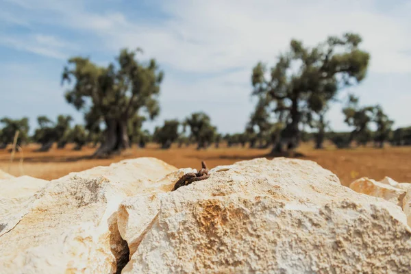 Platteland Buurt Van Middeleeuwse Witte Dorp Van Ostuni — Stockfoto