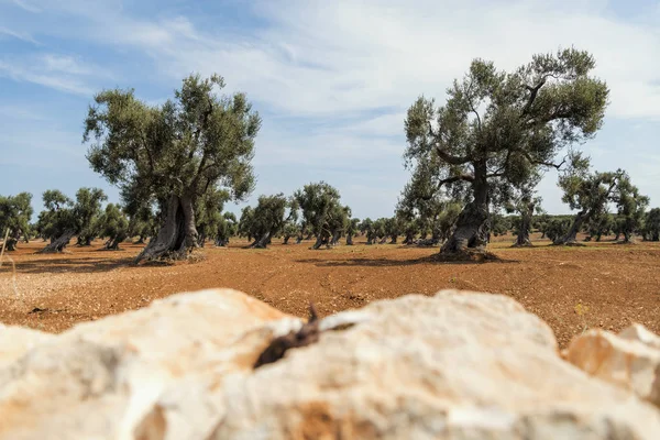 Landschaft Der Nähe Des Mittelalterlichen Weißen Dorfes Ostuni — Stockfoto