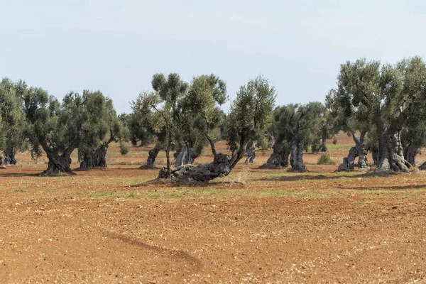 Olivenbäume Auf Dem Land Der Nähe Des Mittelalterlichen Weißen Dorfes — Stockfoto