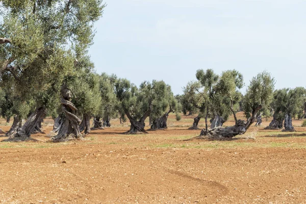 Campagne Près Village Blanc Médiéval Ostuni — Photo