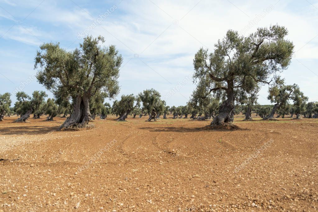 Countryside near the medieval white village of Ostuni