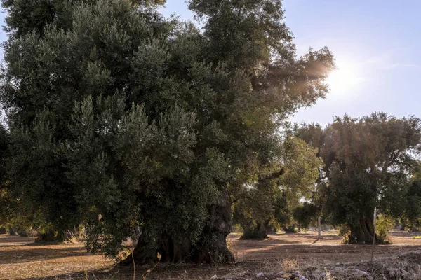 Olivenbäume Auf Dem Land Der Nähe Des Mittelalterlichen Weißen Dorfes — Stockfoto