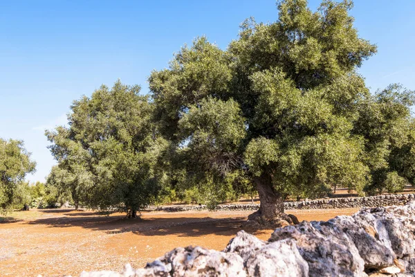 Platteland Buurt Van Stad Van Fasano Salento Italië — Stockfoto