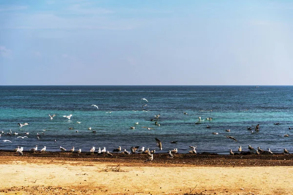 意大利法萨诺附近的萨维勒特里海滩上的海鸥 — 图库照片