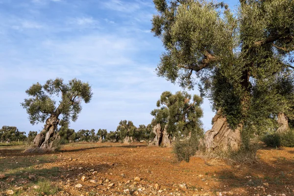 Azeitonas Campo Perto Vila Branca Medieval Ostuni — Fotografia de Stock