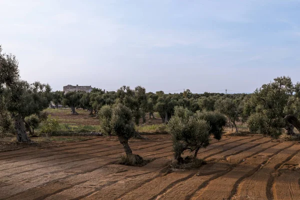 Olijfbomen Het Platteland Buurt Van Middeleeuwse Witte Dorp Van Ostuni — Stockfoto