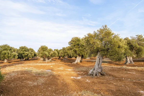 Olijfbomen Het Platteland Buurt Van Middeleeuwse Witte Dorp Van Ostuni — Stockfoto