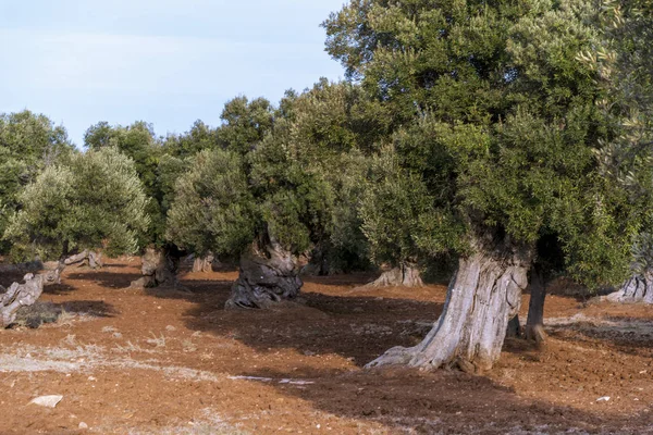 Olivenbäume Auf Dem Land Der Nähe Des Mittelalterlichen Weißen Dorfes — Stockfoto