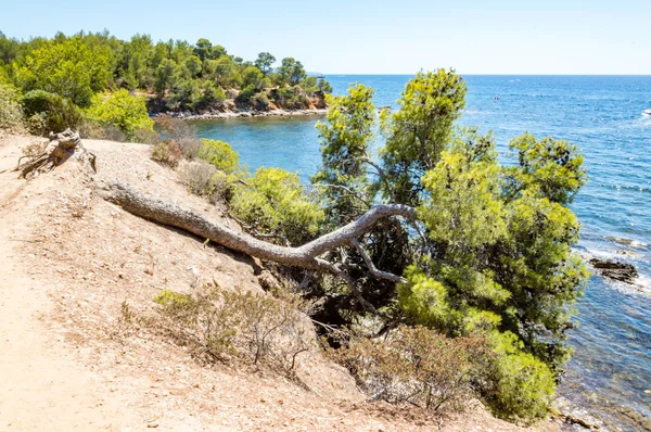 Côté Mer Cap Bénat Près Lavandou Bormes Les Mimosas Sur — Photo