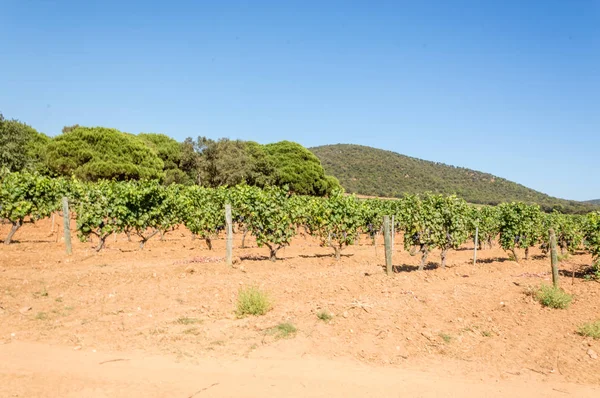 Winnicy Winogrona Prowansji Lecie — Zdjęcie stockowe