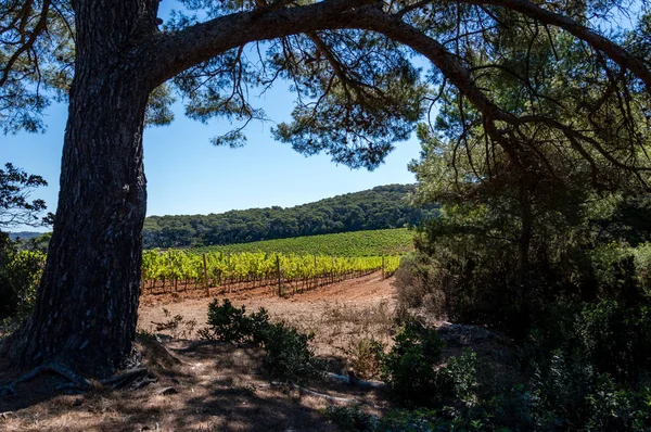 Winnicy Winogrona Drewnie Wyspę Porquerolles — Zdjęcie stockowe