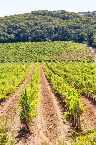 Vinha Uvas Vermelhas Uma Madeira Ilha Porquerolles — Fotografia de Stock