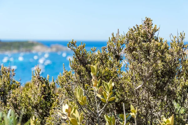 Côtes Mer Été Île Porquerolles — Photo