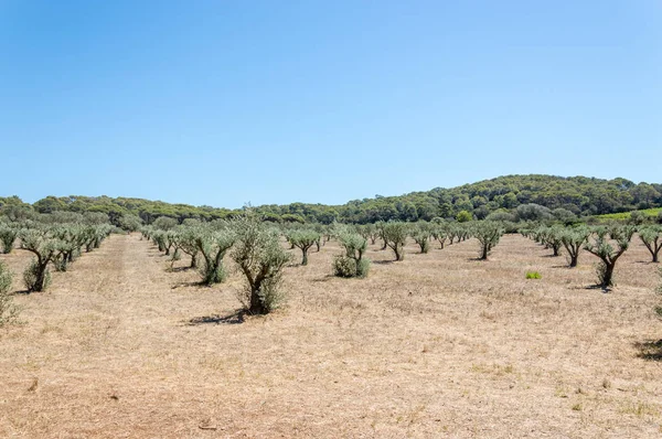 Oliviers Sur Île Porquerolles — Photo