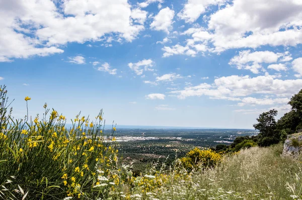 Panoramautsikt Över Olivträd Som Vanligt Framför Ostuni — Stockfoto