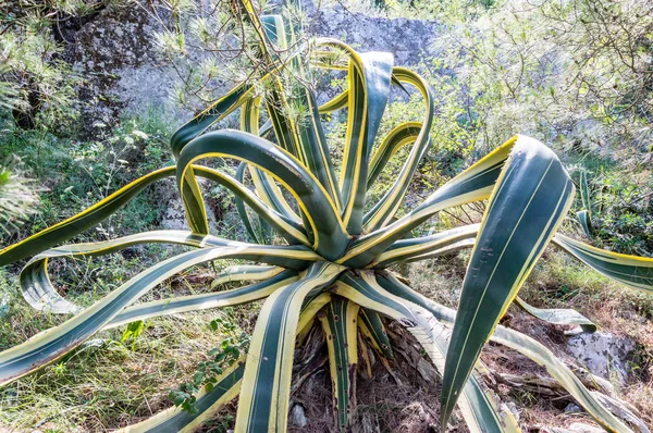 Peaceful life in a mediterranean garden in southern Italy