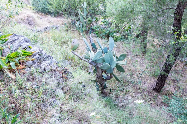 Friedliches Leben Einem Mediterranen Garten Süditalien — Stockfoto