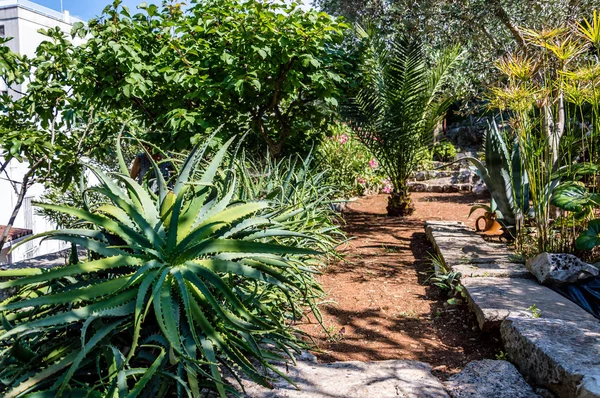 Peaceful life in a mediterranean garden in southern Italy