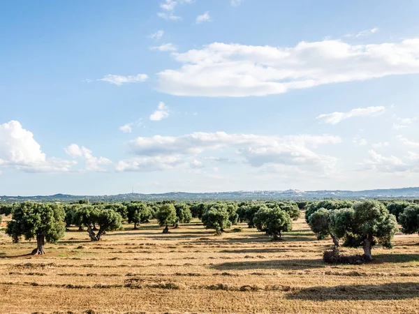 Olivenbäume Auf Dem Land Der Nähe Des Mittelalterlichen Weißen Dorfes — Stockfoto