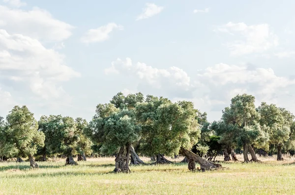 Drzewa Oliwne Wsi Pobliżu Średniowiecznego Biały Miejscowości Ostuni — Zdjęcie stockowe