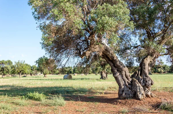 Olijfbomen Het Platteland Buurt Van Middeleeuwse Witte Dorp Van Ostuni — Stockfoto