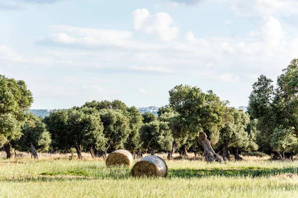 Olivos Campo Cerca Del Pueblo Blanco Medieval Ostuni —  Fotos de Stock