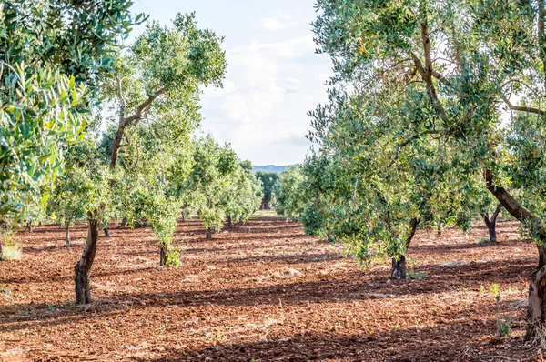 Olijfbomen Het Platteland Buurt Van Middeleeuwse Witte Dorp Van Ostuni — Stockfoto