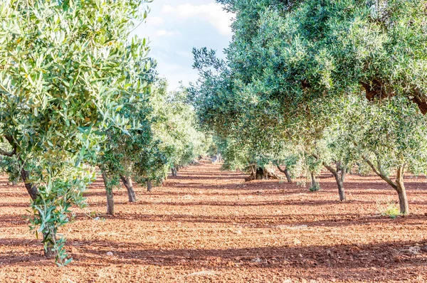 Azeitonas Campo Perto Vila Branca Medieval Ostuni — Fotografia de Stock