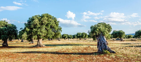 Оливковые деревья в сельской местности недалеко от средневековой белой деревни Остуни
