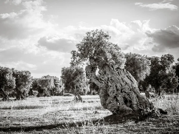 Оливковые Деревья Сельской Местности Недалеко Средневековой Белой Деревни Остуни — стоковое фото