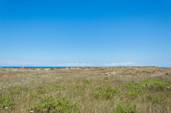 Campo Perto Grotta Della Poesia Salento Itália — Fotografia de Stock