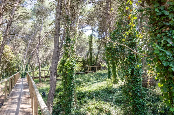 Pinienwald Der Nähe Von Torre Dellorso Melendugno Salento Italien — Stockfoto