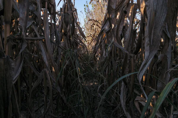 Пшеничное Поле Закате Сельской Местности Ломелина — стоковое фото