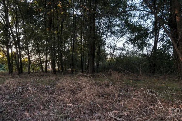 Tarweveld Bij Zonsondergang Het Platteland Van Lomellina — Stockfoto