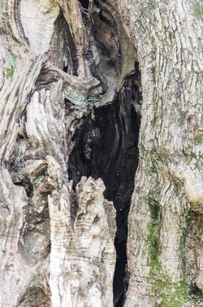 在尼斯的中心 法国的木树干 — 图库照片