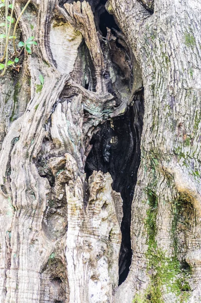 Holzstamm Zentrum Von Schön Frankreich — Stockfoto