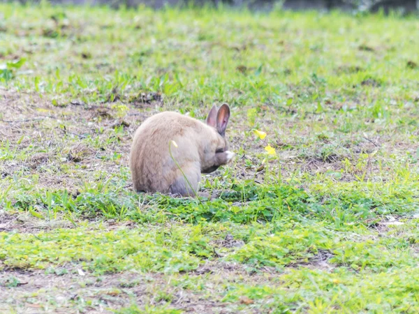 Fransız Rivierası Nda Doğal Bir Parkta Tavşan — Stok fotoğraf