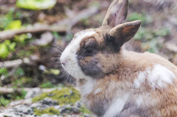 Fransız Rivierası Nda Doğal Bir Parkta Tavşan — Stok fotoğraf