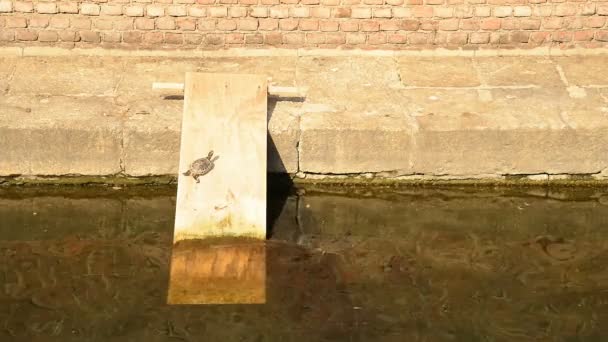 Varenne Gracht Het Centrum Van Milaan Met Zijn Eenden Schildpadden — Stockvideo