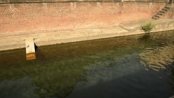 Canal Varenne Centro Milán Con Sus Patos Tortugas — Vídeos de Stock