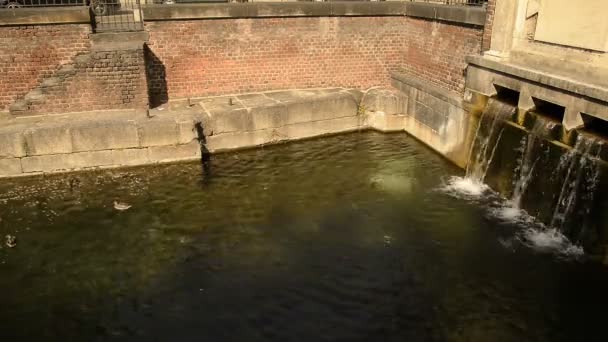米兰市中心的瓦伦运河及其鸭子和海龟 — 图库视频影像