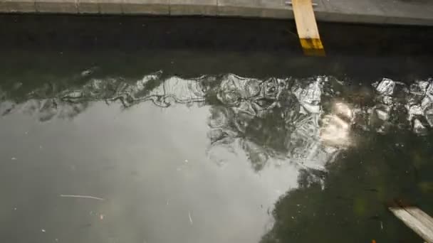 Canal Varenne Dans Centre Milan Avec Ses Canards Ses Tortues — Video