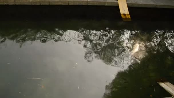 Canal Varenne Centro Milán Con Sus Patos Tortugas — Vídeo de stock