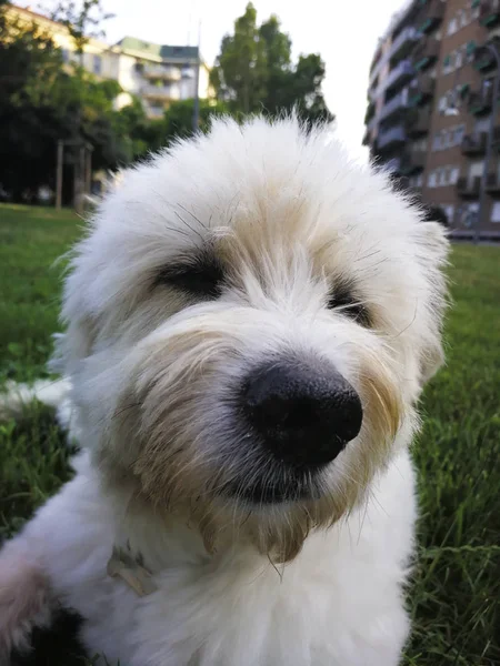 Cute Sweet Furry Dog Lying Grass City Park — Stock Photo, Image