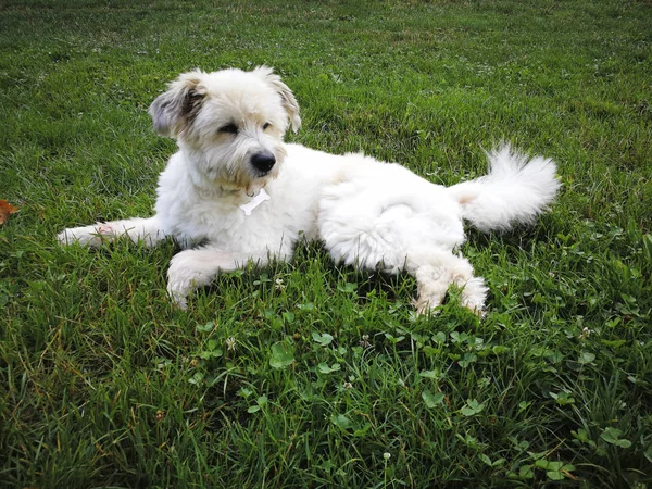 Słodkie Słodkie Furry Pies Leżąc Trawie Parku Miejskim — Zdjęcie stockowe