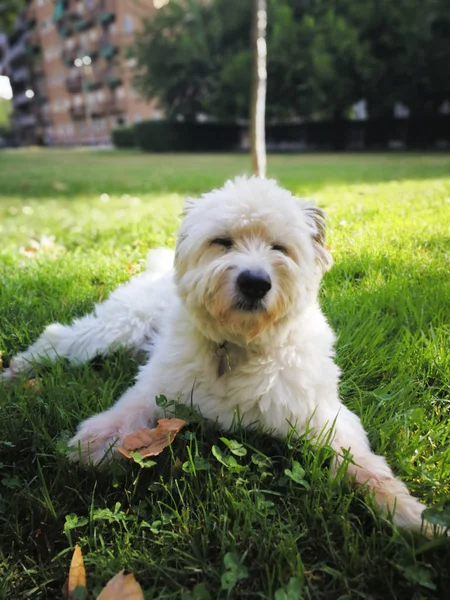 Słodkie Słodkie Furry Pies Leżąc Trawie Parku Miejskim — Zdjęcie stockowe